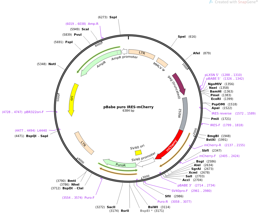 pBabe puro IRES-mCherry质粒图谱